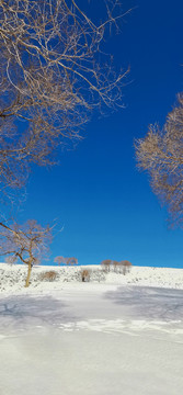 雪原蓝天树