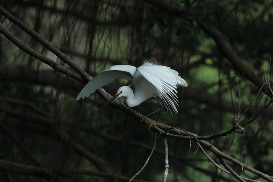 小白鹭