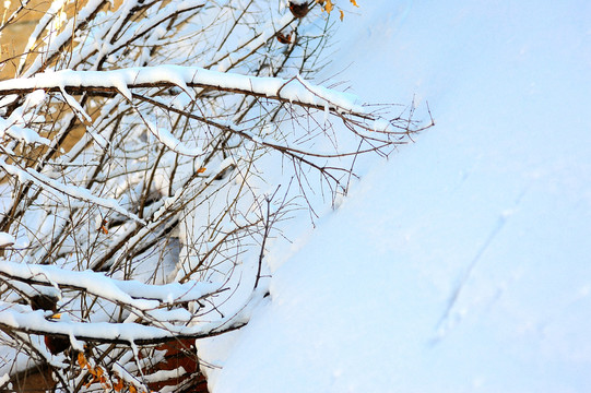 白雪枯枝