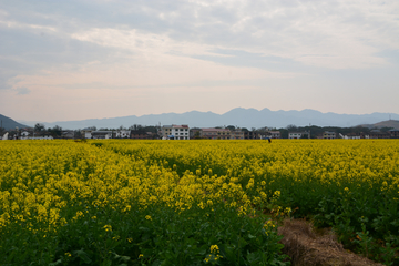 乡村油菜花美景