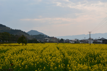 乡村油菜花