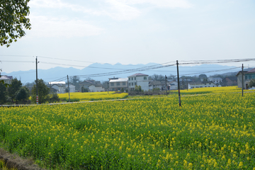 乡村油菜花