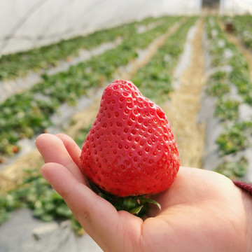 红色大个草莓