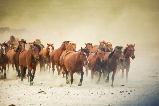 中国坝上草原牧场上奔跑的马