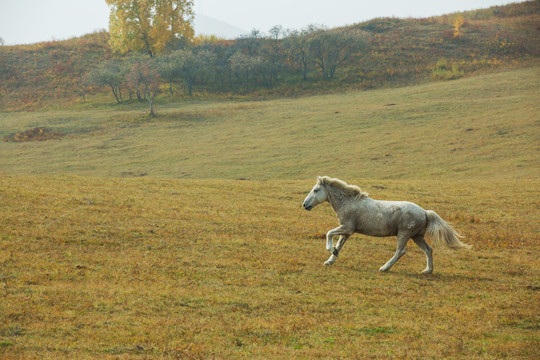 中国坝上草原牧场上奔跑的马
