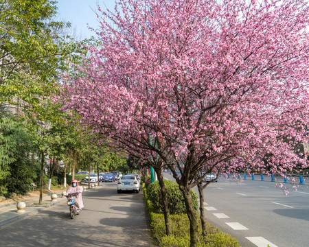 开满鲜花的街道
