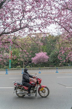 红叶李