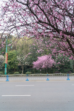 红叶李