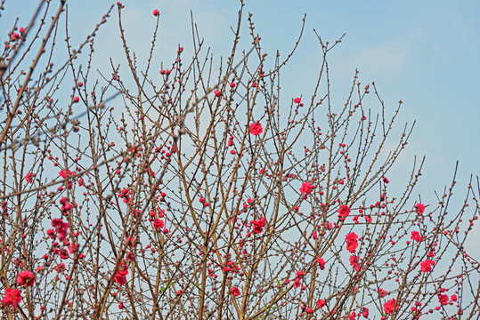 桃花树