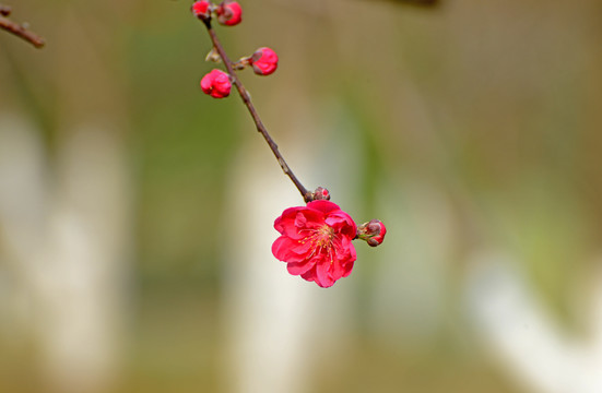 春天桃花