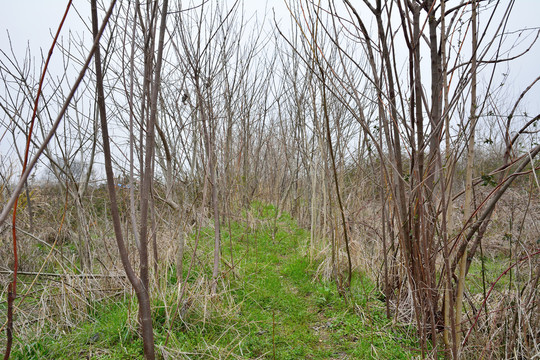 田埂上的野树