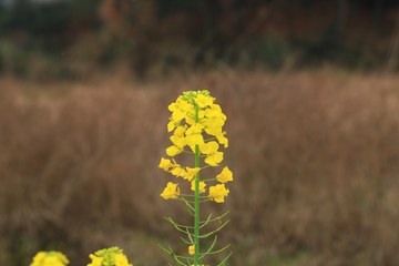 油菜花