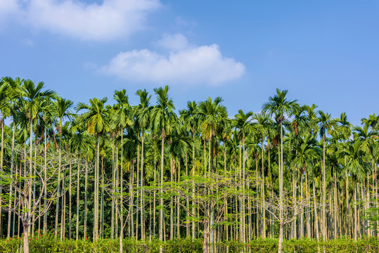 热带的槟榔树林