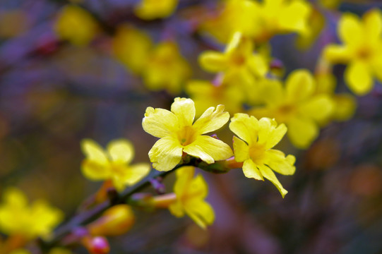 迎春花