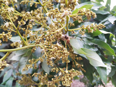 荔枝花开