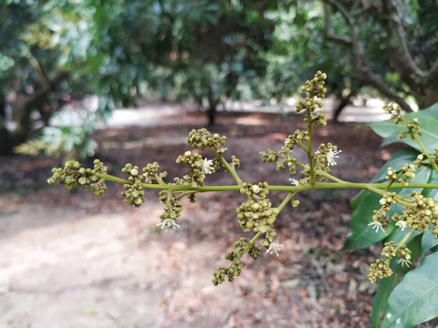 荔枝花蕾