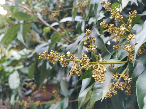 荔枝开花