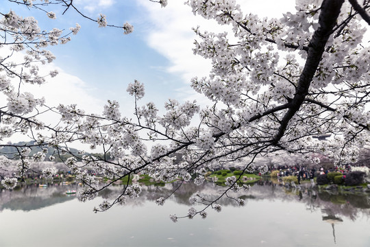 樱花