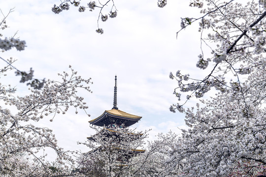 五重塔樱花