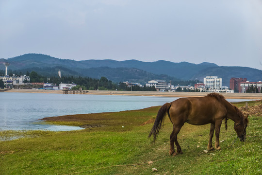 马匹骏马
