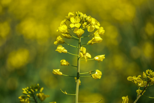 云南油菜花