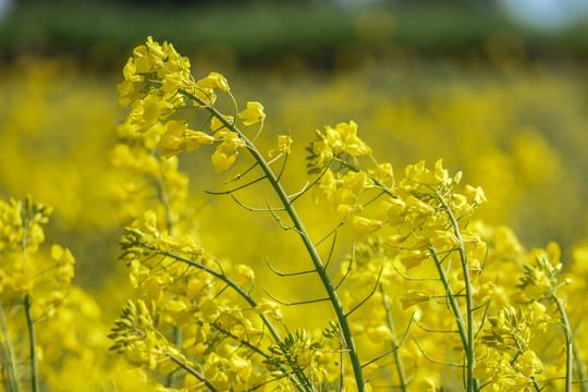 云南油菜花