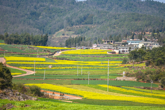 云南油菜花