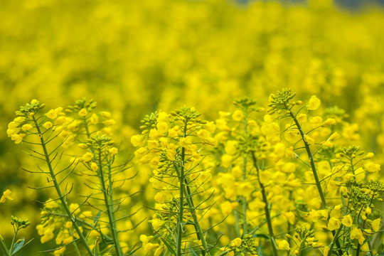 云南油菜花