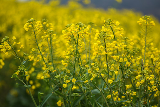 云南油菜花