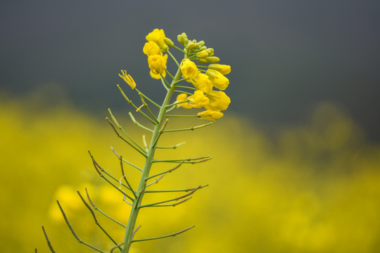 云南油菜花
