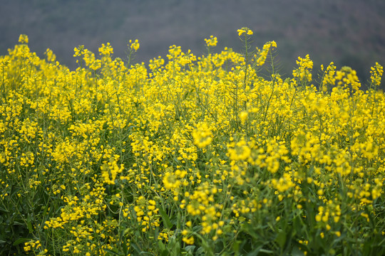 云南油菜花