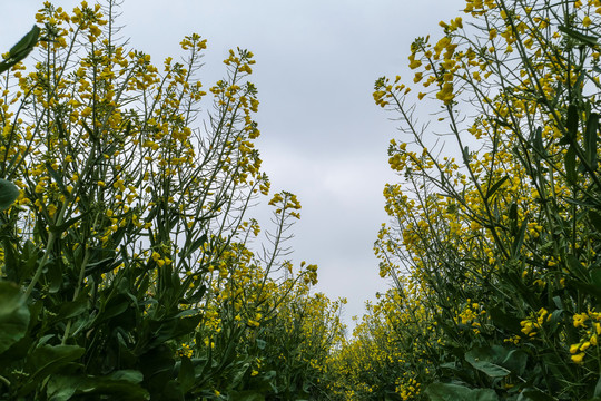 云南油菜花