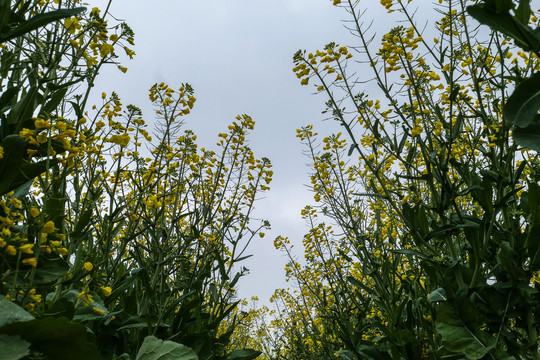 云南油菜花