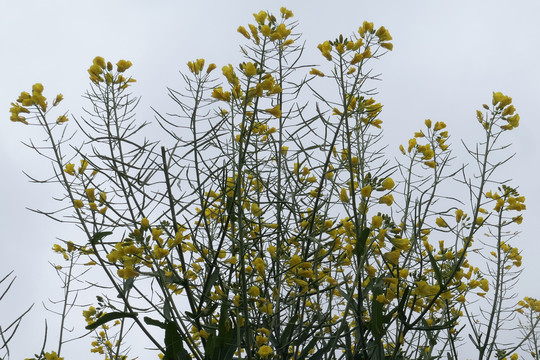 云南油菜花