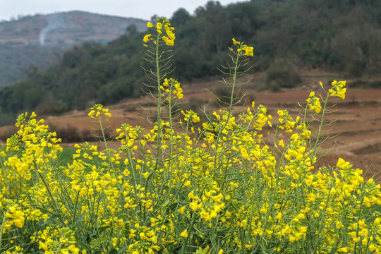 云南油菜花