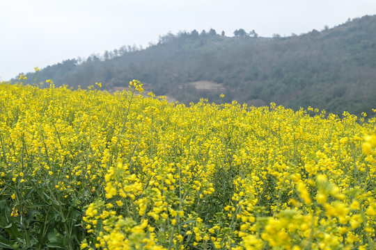 云南油菜花