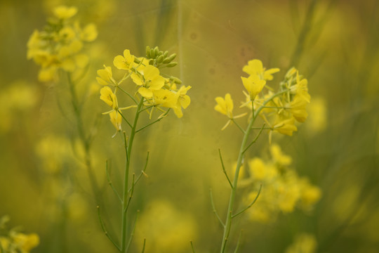 云南油菜花