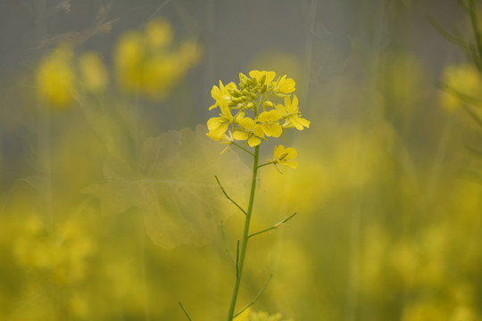 云南油菜花