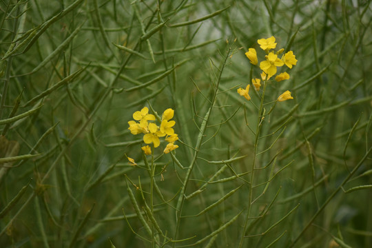 云南油菜花