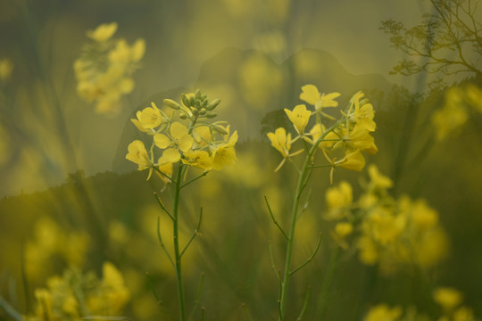 云南油菜花