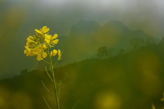 云南油菜花