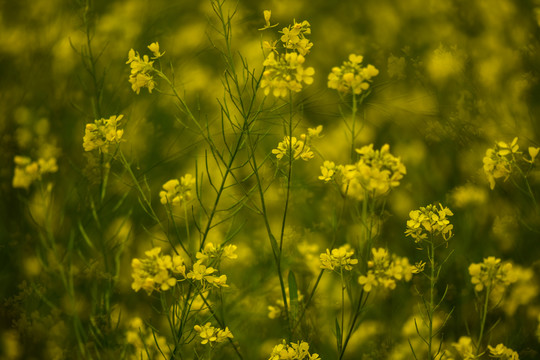 云南油菜花