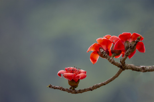 木棉花