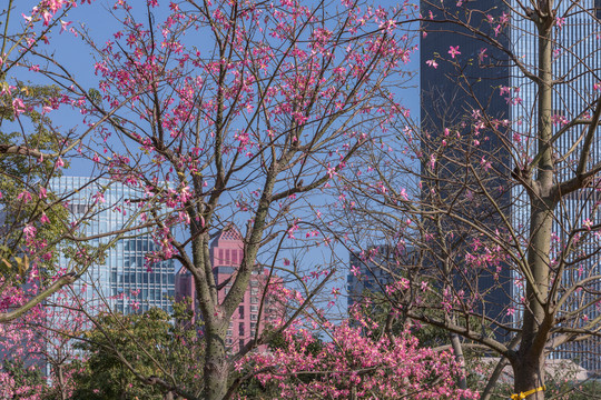 花树