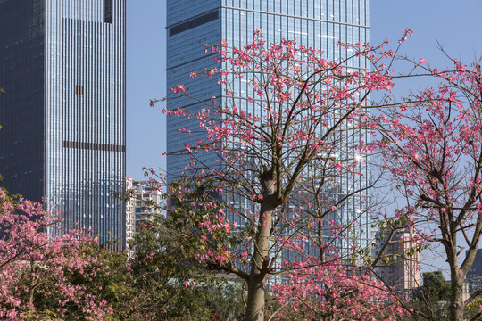 花树