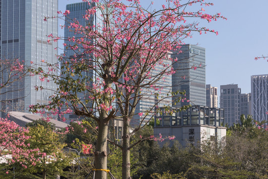 花树