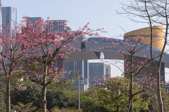 花树