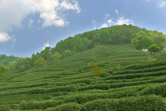 龙井茶山