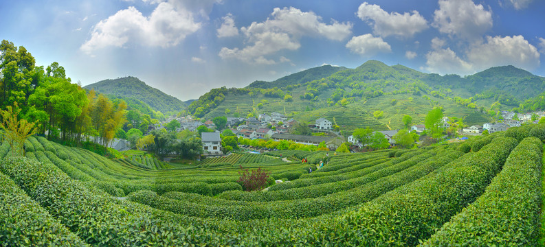 高山茶园（大幅接片）