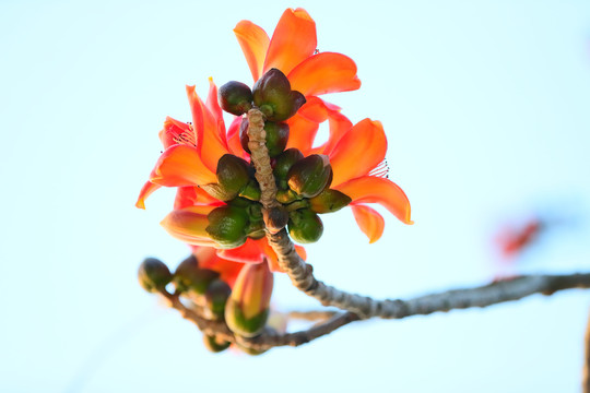 木棉花